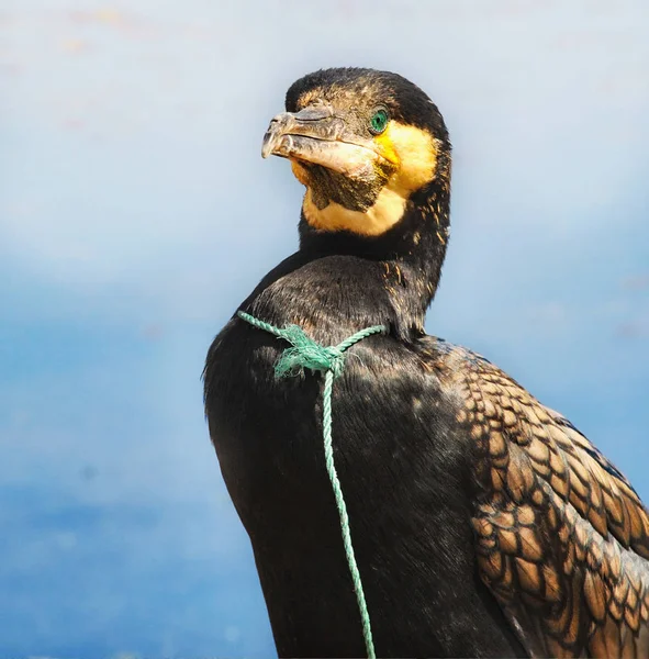 Retrato de cormorán con cuerda — Foto de Stock