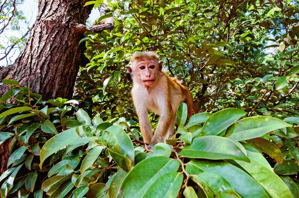 Macaca joven bajo el retrato del árbol —  Fotos de Stock