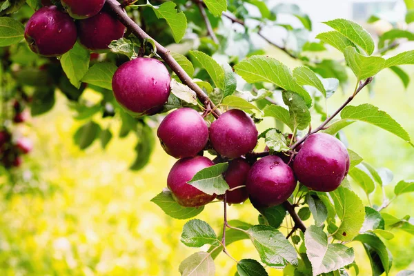 Spartalı elma ağacı dalı yağmur sonra apple ile