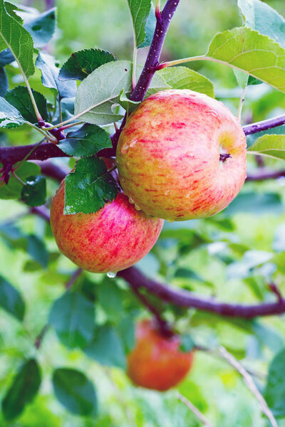 Topaz apple tree branch  with  fruit in a garden after rain.