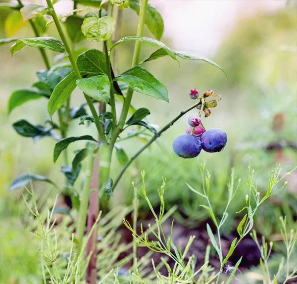 Borůvka Vaccinium corymbosum Bluecrop. — Stock fotografie