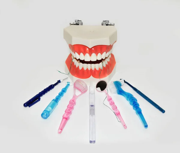 Różnych szczoteczki do zębów, lustro i nici dentystycznych z modelu zębów — Zdjęcie stockowe