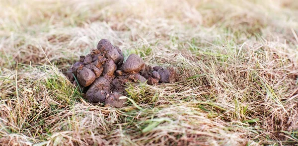 Zavřít Pohled Koně Výkaly Podzimní Trávě — Stock fotografie