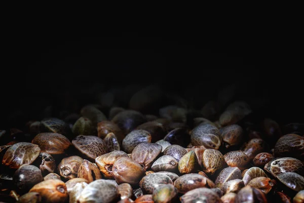 Hemp seeds — Stock Photo, Image