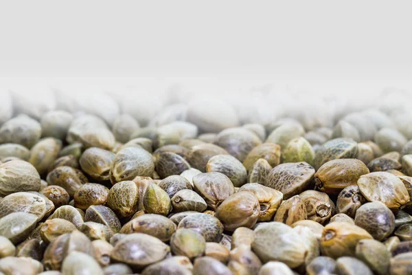 Hemp seeds — Stock Photo, Image