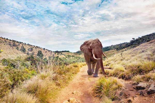 Gros éléphant dans un paysage — Photo