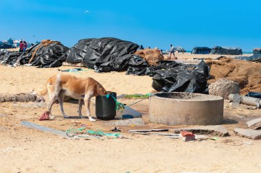 Balık ağlarına ve Sri Lanka'nın Seaside bir emanet köpek 