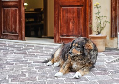 Büyük köpek bir kaldırımda yalan 