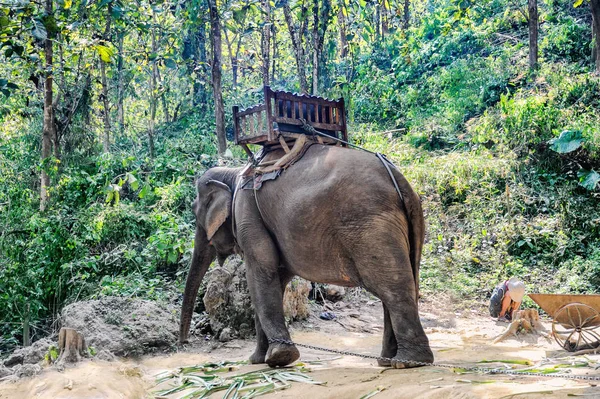 Liaison éléphant avec une chaîne et garçon endormi — Photo