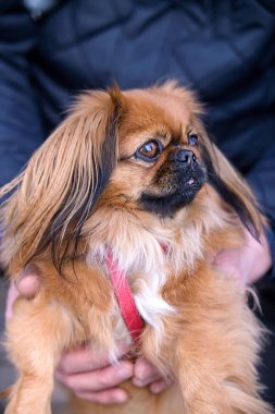 Pekingese