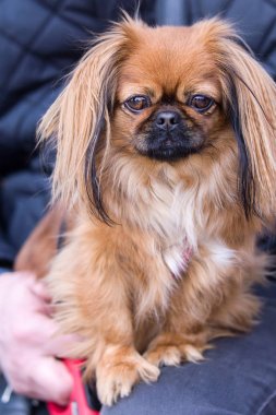 Pekingese