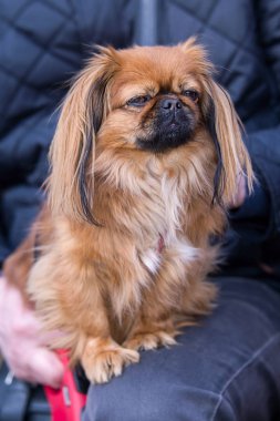 Pekingese