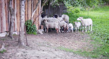 Koyun çiftliğinde bir çimenlerin üzerinde