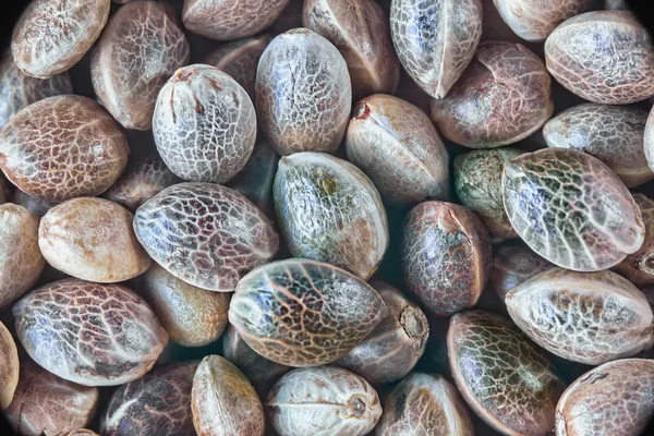 Sfondo semi di canapa — Foto Stock