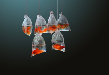 Halatlar üzerinde asılı polietilen torbalarda altı küçük kırmızı balıklar