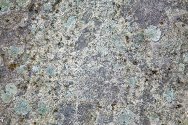 Moos ile eski beton arka plan