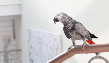 Gri papağan Psittacus erithacus