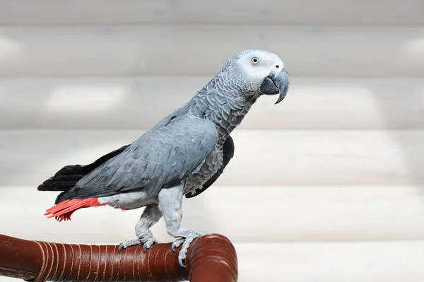 The grey parrot Psittacus erithacus — Stock Photo, Image