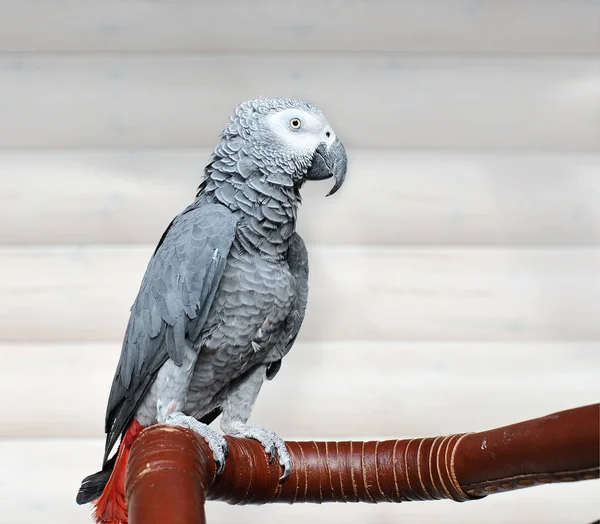 The grey parrot Psittacus erithacus — Stock Photo, Image