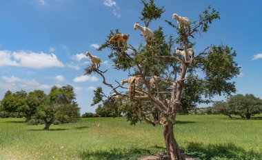 Büyük bir ağaç keçi ile manzara