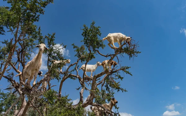 Кози у великому дереві — стокове фото