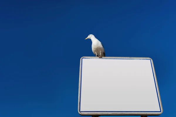 Tablero de anuncios blanco con gaviota de arenque europea —  Fotos de Stock