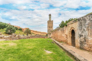 Dört leylek ve Sala Colonia Sale içinde iki kedi. Fas, Afrika.