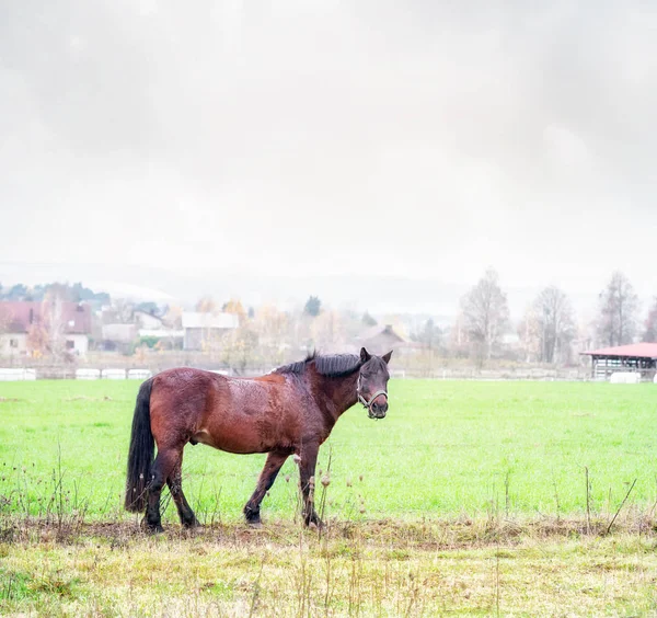 Zemaitukas paard op een herfst gras — Stockfoto