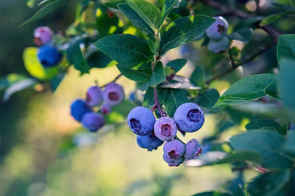 Vaccinium corymbosum or highbush blueberry — Stock Photo, Image