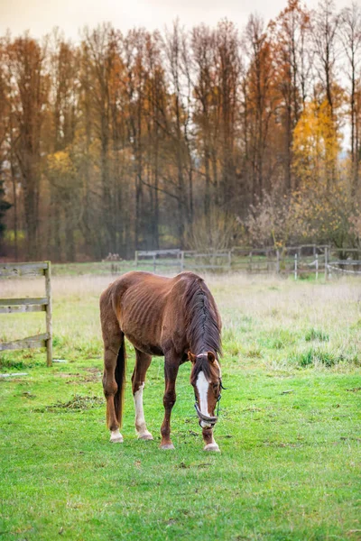 Oude paard op een herfst gras — Stockfoto