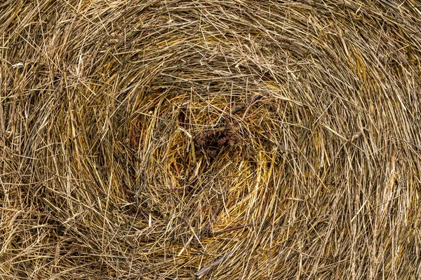 Natural dry grass or hay in a roll — Stock Photo, Image