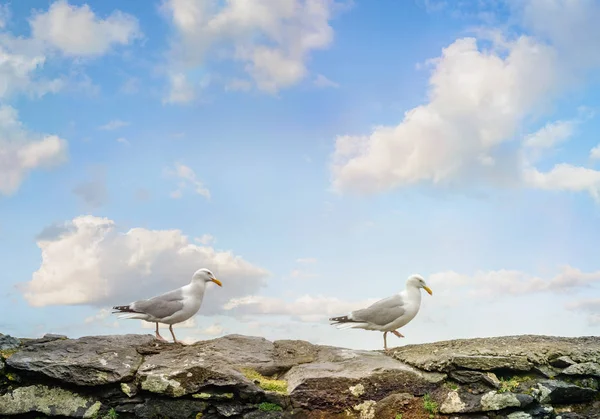 Deux goélands sur un mur de pierre dans un ciel nuageux bleu — Photo