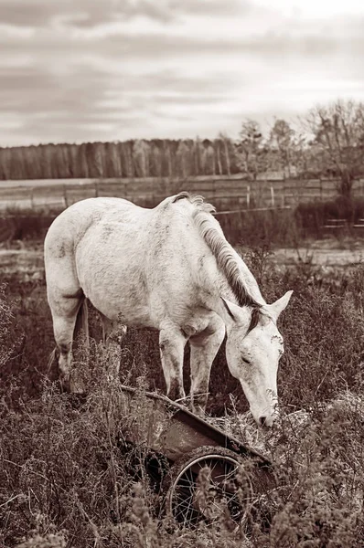 Красивий осінній пейзаж з білим конем — стокове фото
