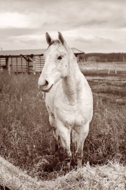 Güzel sonbahar manzarası beyaz bir atla 