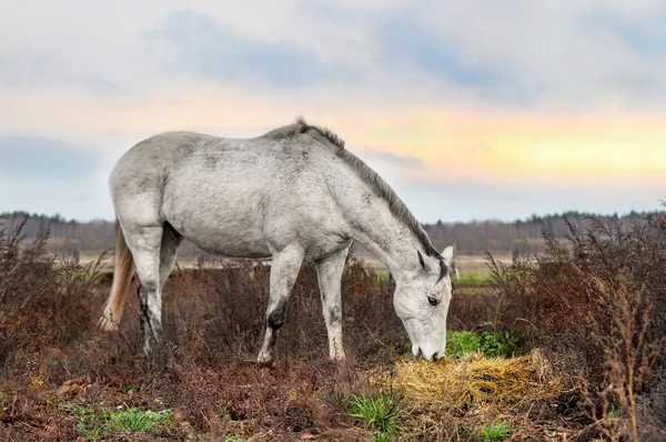 Beau paysage d'automne avec un cheval blanc — Photo
