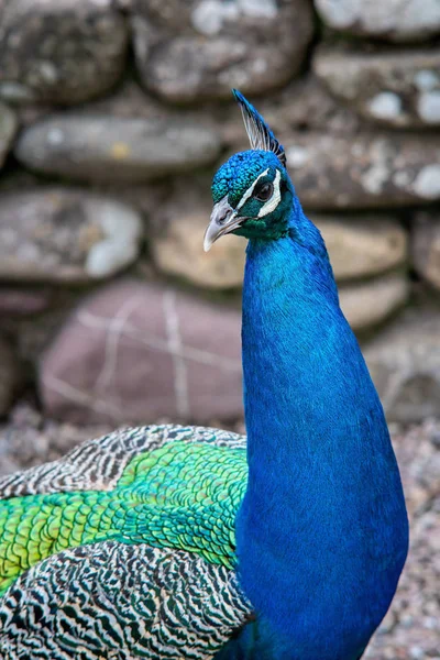 Retrato de pavo real macho en un patio — Foto de Stock