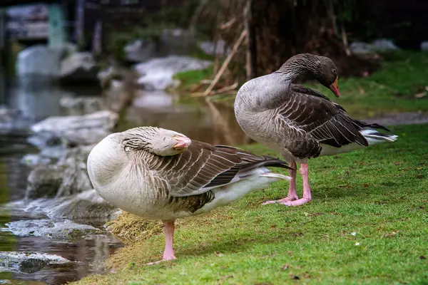 Dos gansos grises en una hierba — Foto de Stock