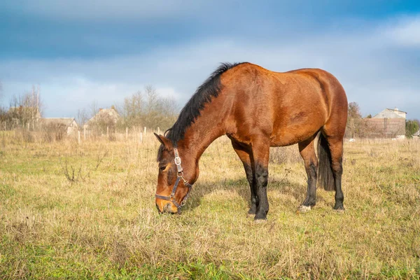 Zemaitukasský kůň na podzimní trávě — Stock fotografie