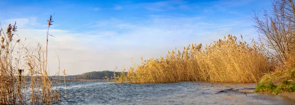Panoramalandskap med vass på en sjöstrand — Stockfoto