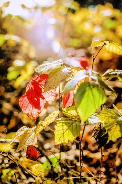 Folhas vermelhas de outono no dia ensolarado — Fotografia de Stock