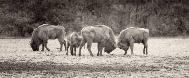 İki bizon bir bahar tarlasında savaşıyor.