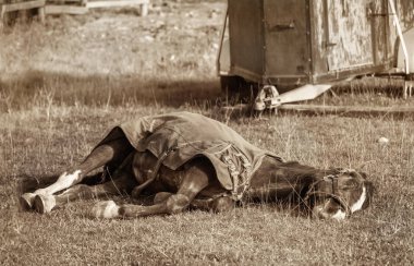 Çimlerin üzerinde battaniyeli ölü at.