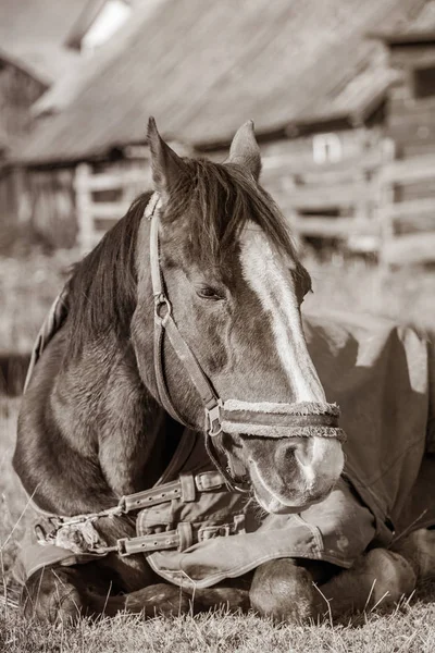 Portret van een oud ziek paard met deken — Stockfoto