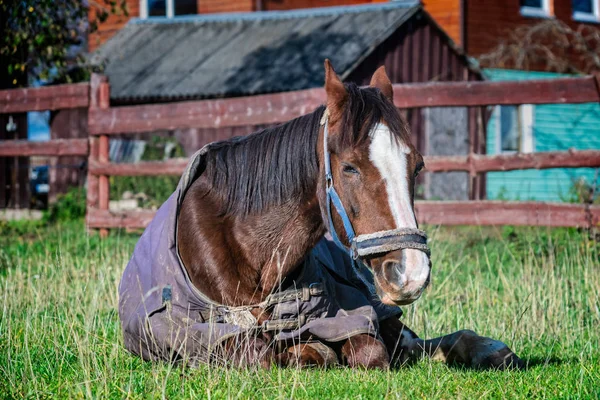 Портрет старого хворого коня — стокове фото