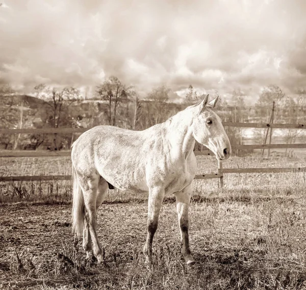 Fehér ló őszi füvön — Stock Fotó