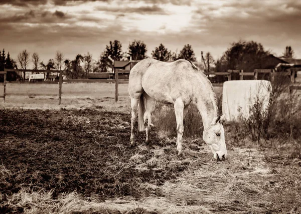 Cheval blanc dans une cour de ferme en automne — Photo