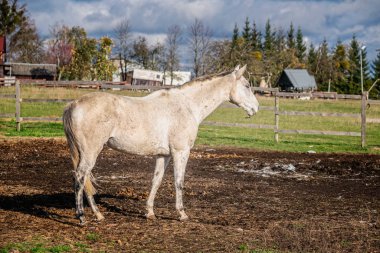 Çiftlikteki beyaz at 