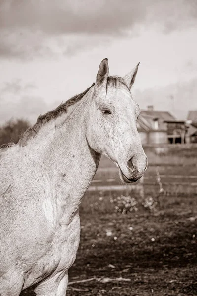 白い馬の肖像画 — ストック写真