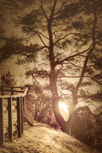 Çam ağacı ile güzel gün batımı — Stok fotoğraf