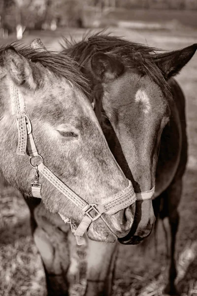 Porträtt av två hästar — Stockfoto